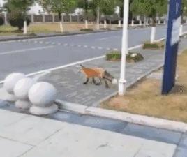 最新狗抓猫,温馨有趣的日常故事