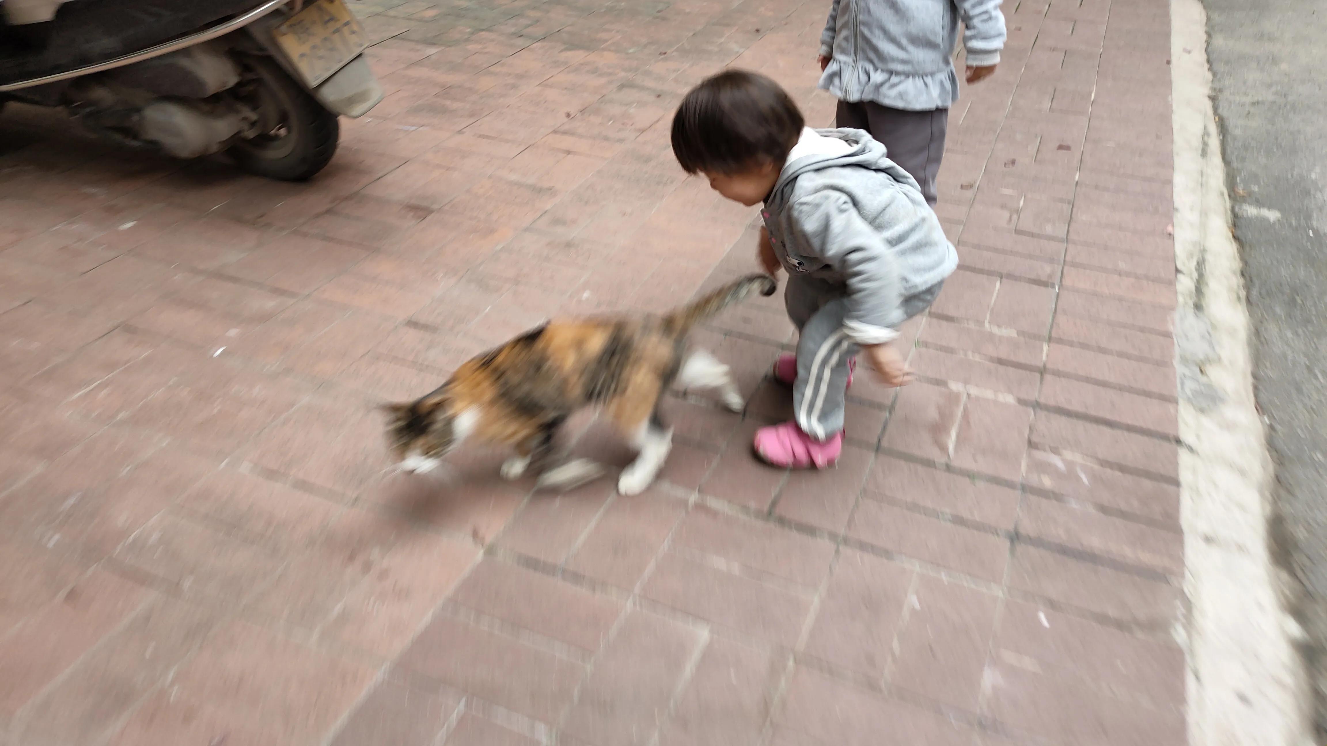 最新狗抓猫,深情告别与思念